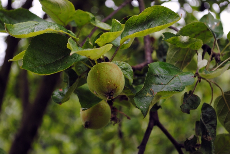Доктор Комаровский о летнем отдыхе
